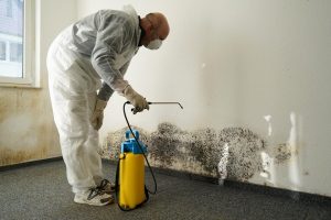 never paint over mold