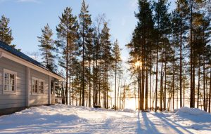 sun behind a row of thin trees