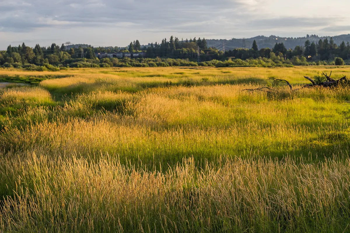 sherwood-city-page-jk-paint a photo of a field in sherwood, oregon
